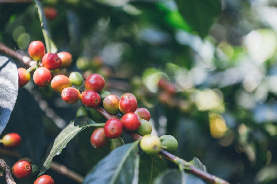 Comparison chart illustrating key differences between Arabica and Robusta coffee beans, highlighting flavor profiles, caffeine content, and growing conditions.
