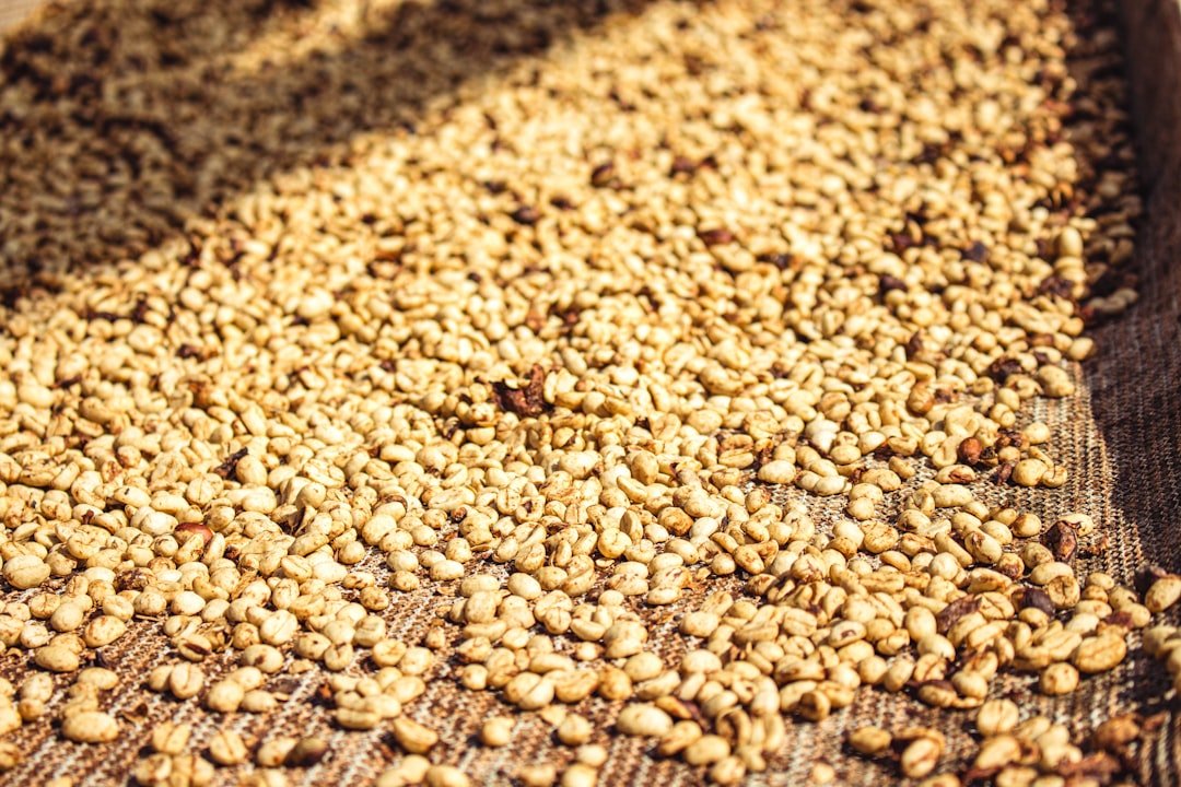 Innovative coffee processing methods showcase vibrant beans and unique flavor profiles, highlighting the evolution of coffee production techniques.