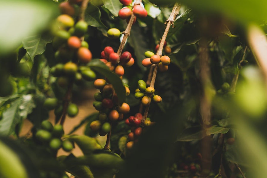 Coffee plants thriving in altered landscapes, highlighting climate change's impact on coffee regions, with shifting temperatures and rainfall patterns.