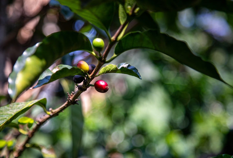A steaming cup of sustainable coffee surrounded by coffee beans and green leaves, highlighting its rich flavor and eco-friendly sourcing.