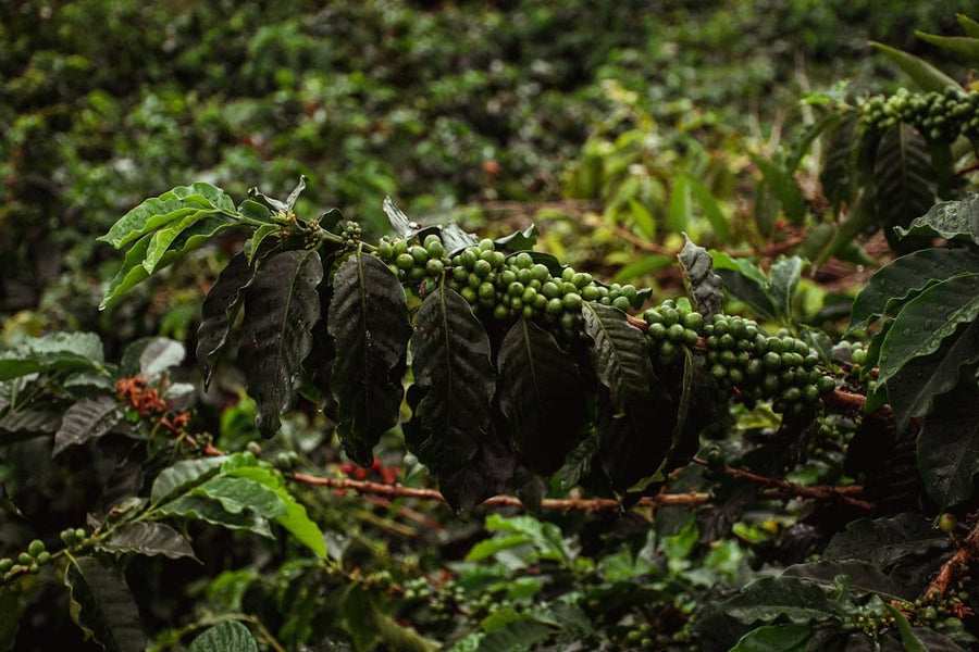 Shade-grown coffee thrives under a canopy of trees, promoting biodiversity and enhancing flavor by preserving natural habitats.