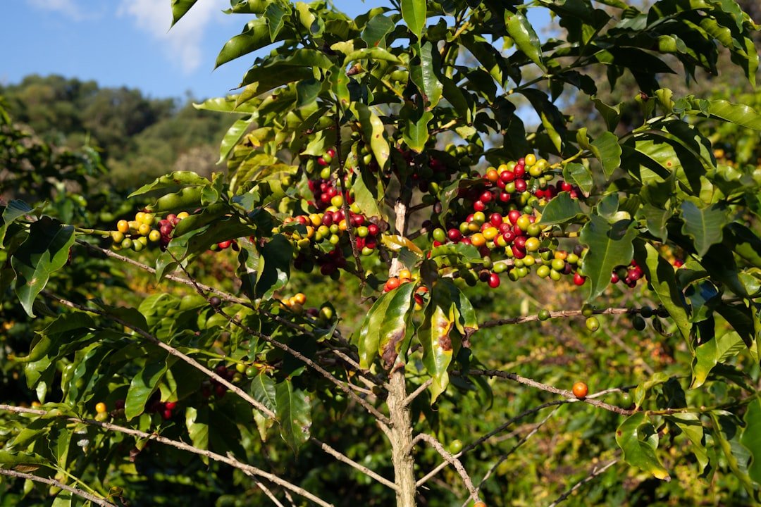Shade-grown coffee plants thrive under a canopy of trees, promoting biodiversity and enhancing flavor profiles in coffee production.