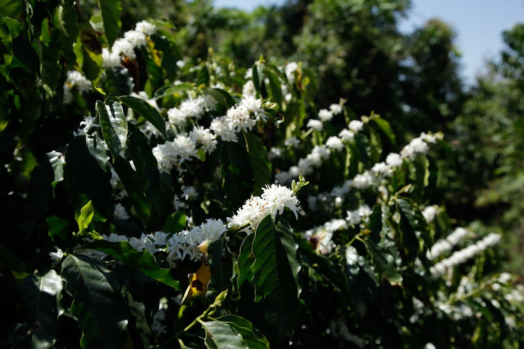 Ancient Yemeni coffee plants surrounded by historical artifacts, illustrating the rich origins and global impact of Yemen's coffee trade.