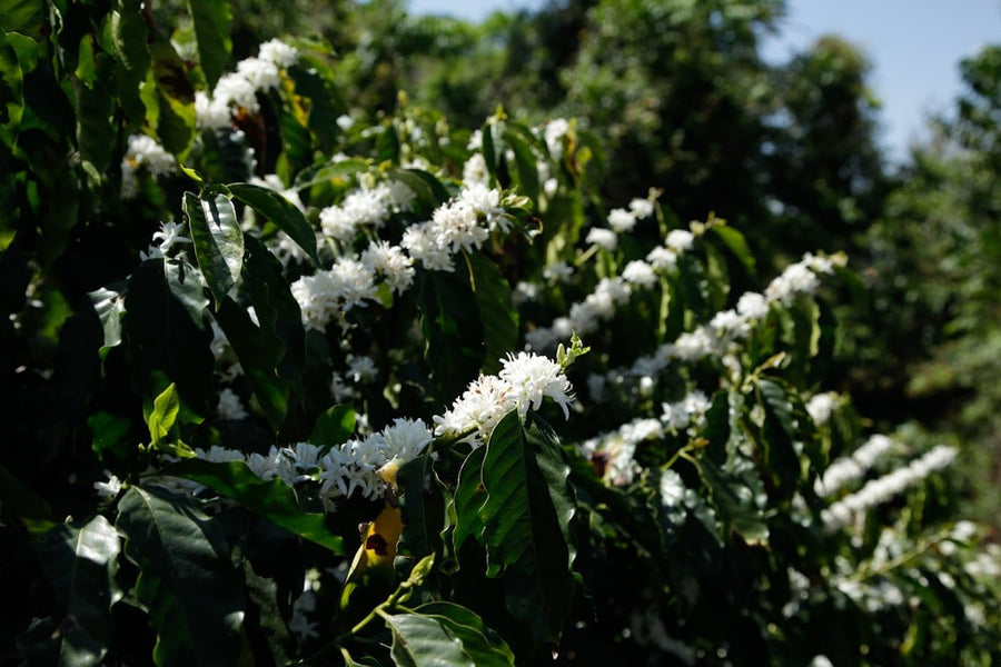 Ancient Yemeni coffee plants surrounded by historical artifacts, illustrating the rich origins and global impact of Yemen's coffee trade.