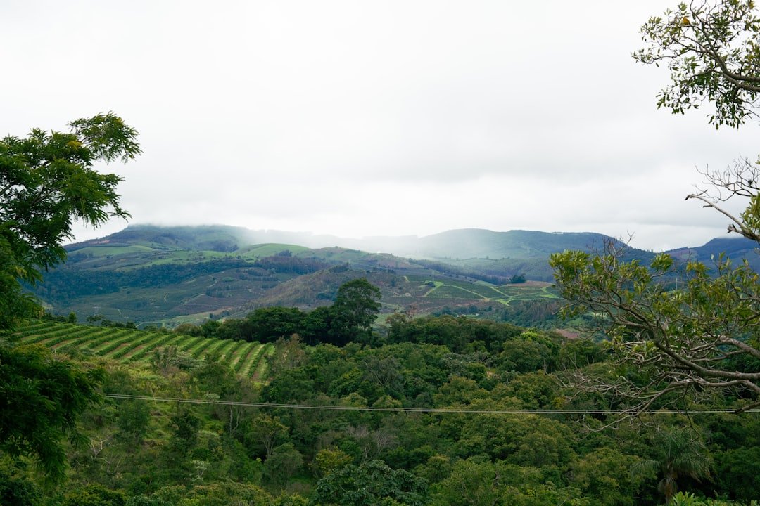 A steaming cup of Indonesian Sumatra coffee showcasing its unique earthy aroma and bold flavors, highlighting the debate among coffee enthusiasts.