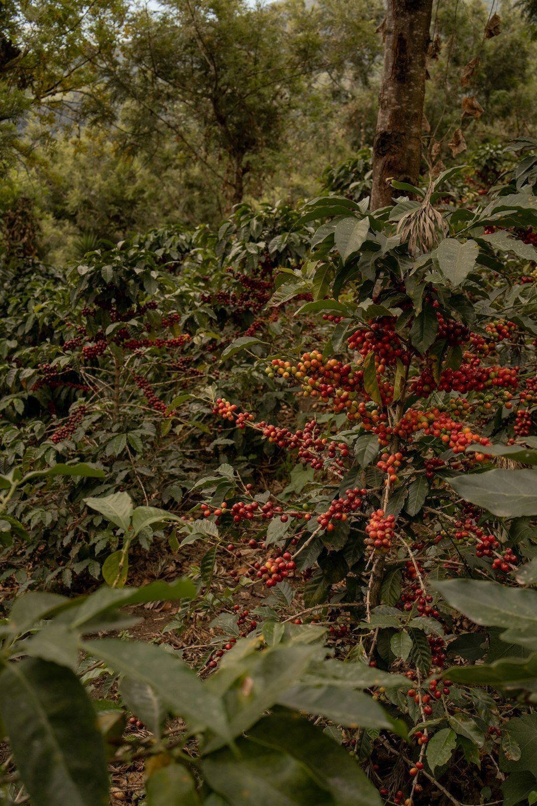 Graph illustrating coffee farming economics, highlighting farmers' earnings, production costs, and market fluctuations affecting their income.