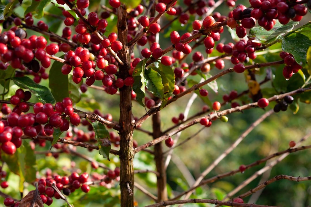 Burundi coffee beans showcased, highlighting their unique flavors and the recent recognition of Burundi's coffee industry.