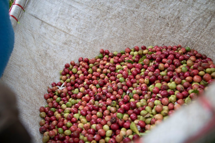 Close-up of a specialty coffee bag showcasing detailed labels, highlighting quality indicators like origin, flavor notes, and certification.