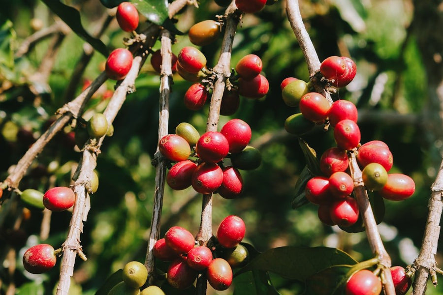 Close-up of Arabica coffee beans showcasing their unique characteristics, emphasizing the importance of origin in flavor and quality.
