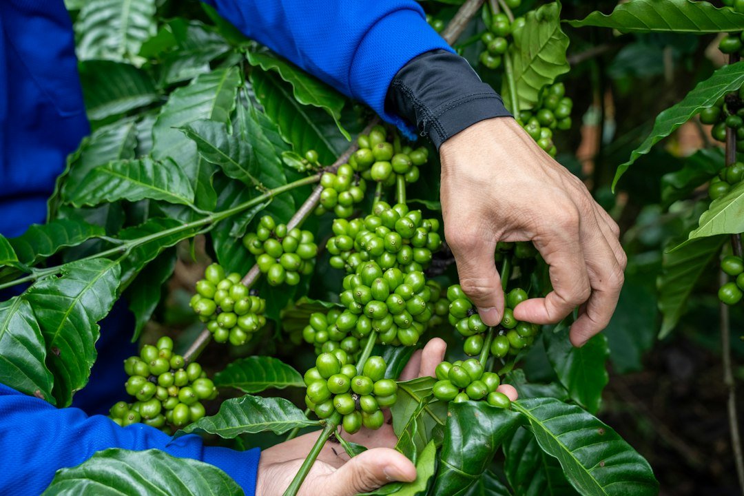 A close-up of a coffee bag labeled "100% Organic Coffee," highlighting certification details and quality indicators for consumers.