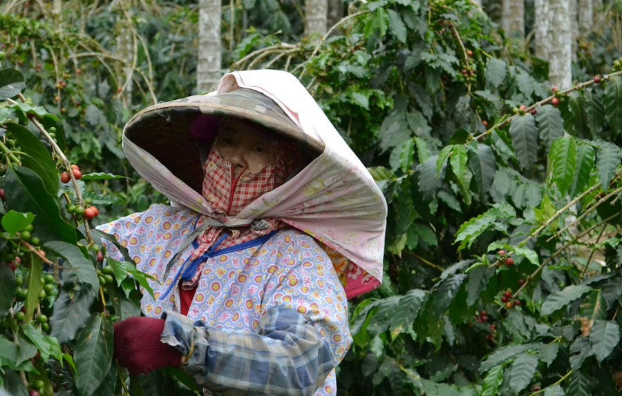 A close-up of a coffee cup filled with rich, dark organic Peruvian coffee, highlighting its unique flavor and quality.