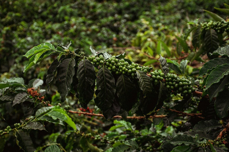 A steaming cup of Arabica Colombian coffee, showcasing its rich aroma and smooth texture, emphasizing its importance in coffee quality.