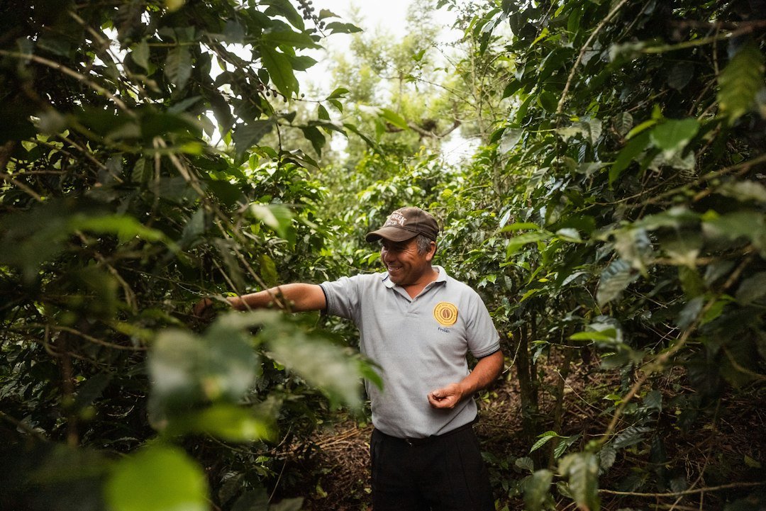 Coffee industry trends highlight the shift towards upstream sourcing, emphasizing sustainability and direct trade practices for better quality and ethics.