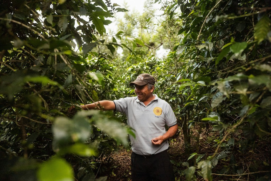 Coffee industry trends highlight the shift towards upstream sourcing, emphasizing sustainability and direct trade practices for better quality and ethics.