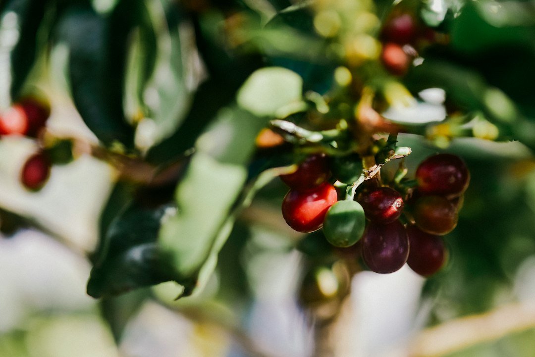 A steaming cup of single origin coffee surrounded by coffee beans from various regions, highlighting diverse flavors and profiles.