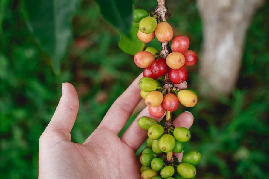 Kona coffee beans being harvested in Hawaii, illustrating the labor-intensive process and unique growing conditions that contribute to higher costs.