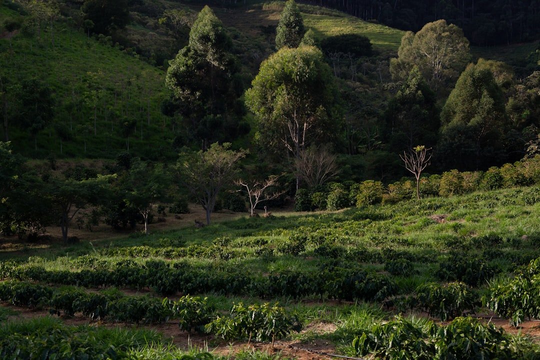 Coffee beans growing at various altitudes, showcasing the impact of elevation on flavor profiles and aroma in your cup.