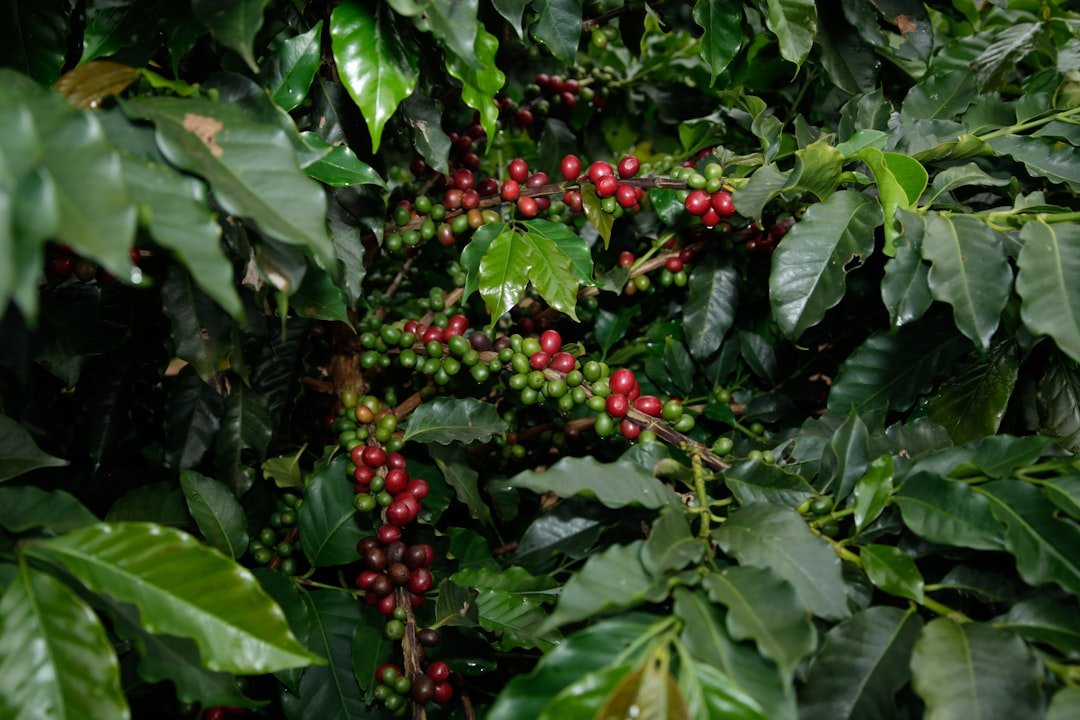 Lush coffee plants thrive under a canopy of diverse trees, enhancing biodiversity and enriching flavor profiles in shade-grown coffee.