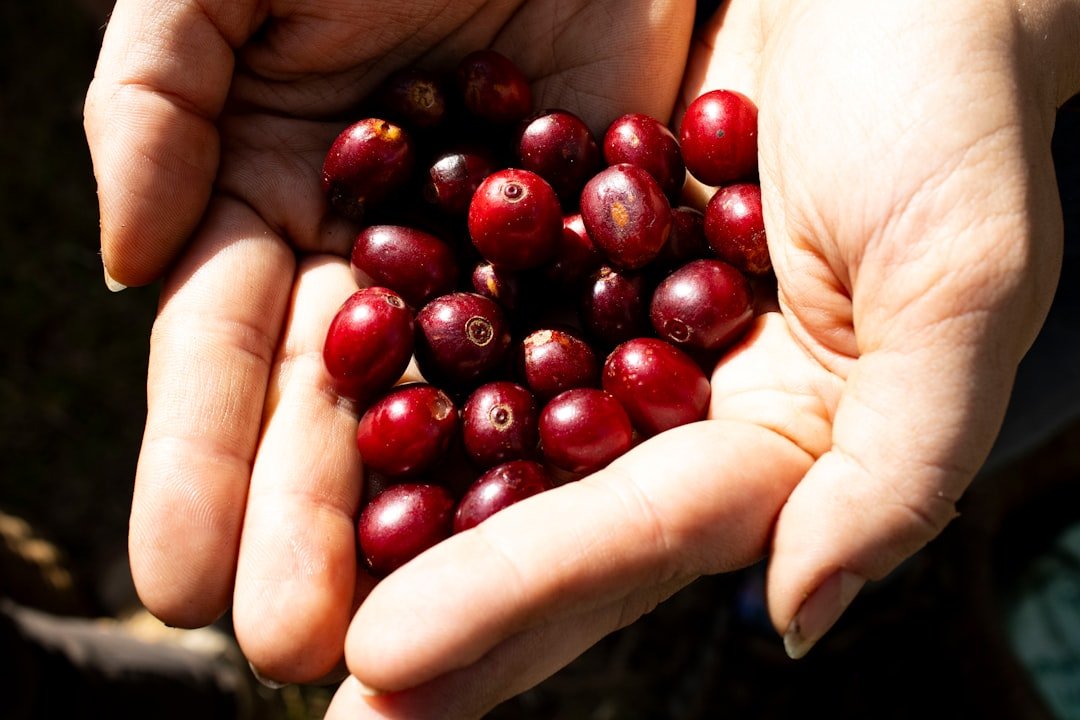 Yemen's lush coffee plantations, showcasing traditional harvesting methods and rich landscapes, highlight the birthplace of global coffee culture.