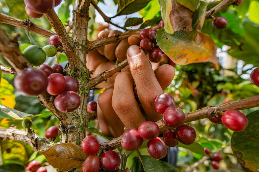Shade-grown coffee plants thrive under a canopy of trees, promoting biodiversity and enhancing flavor profiles in coffee cultivation.