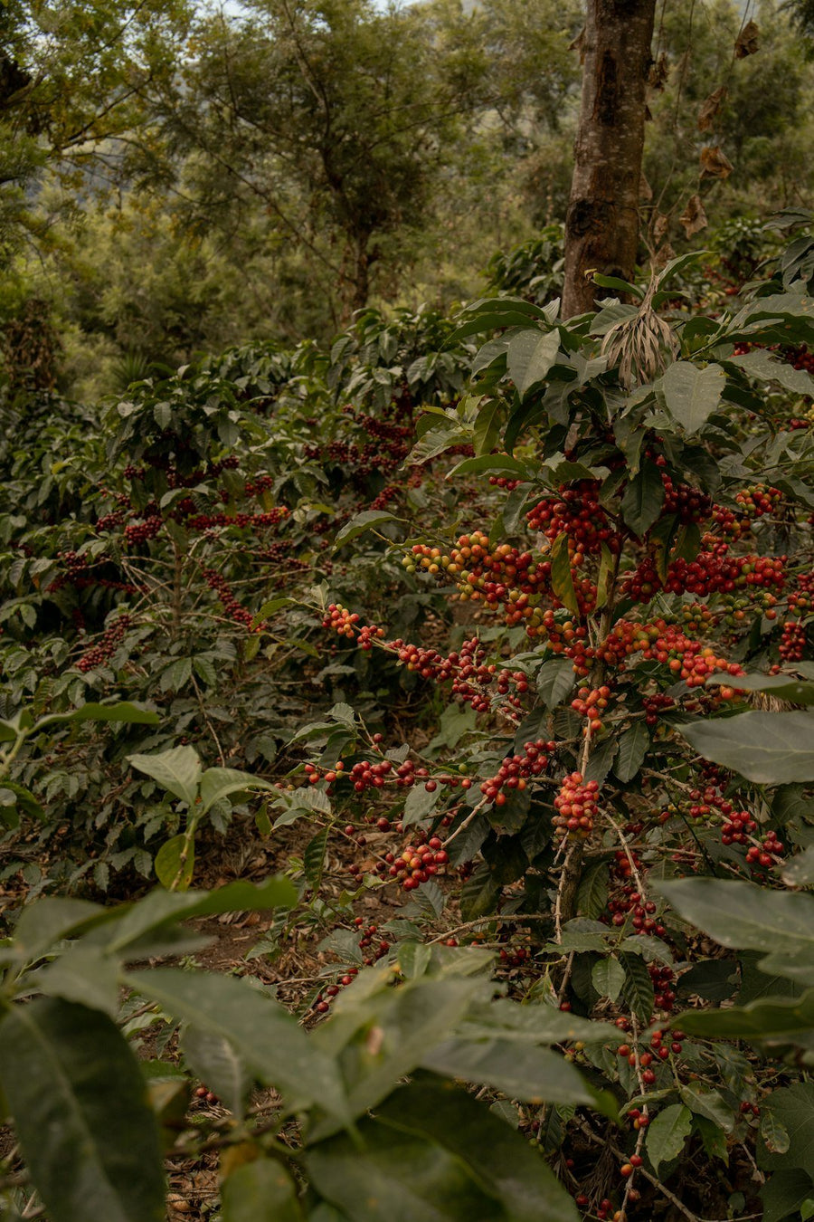 Graph illustrating coffee farming economics, highlighting farmers' earnings, production costs, and market fluctuations affecting their income.