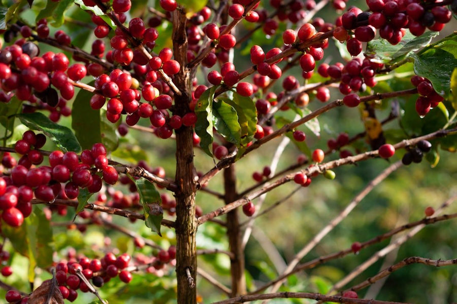 Burundi coffee beans showcased, highlighting their unique flavors and the recent recognition of Burundi's coffee industry.