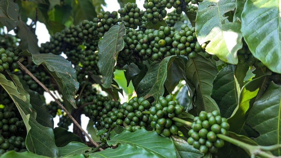 A steaming cup of organic mushroom coffee sits beside fresh mushrooms and coffee beans, highlighting sustainability and health trends.