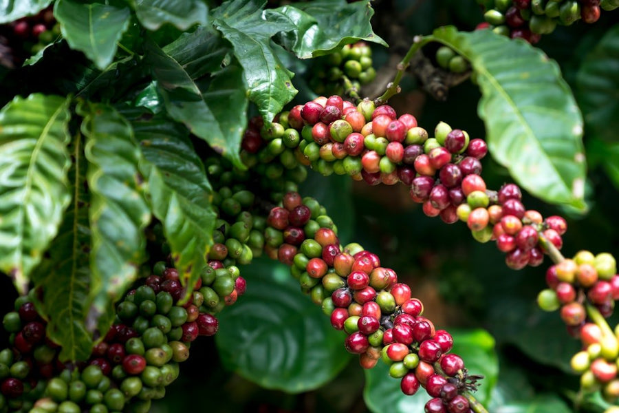 A coffee cup surrounded by various specialty coffee labels, highlighting the evolving meaning and quality standards in the specialty coffee industry.