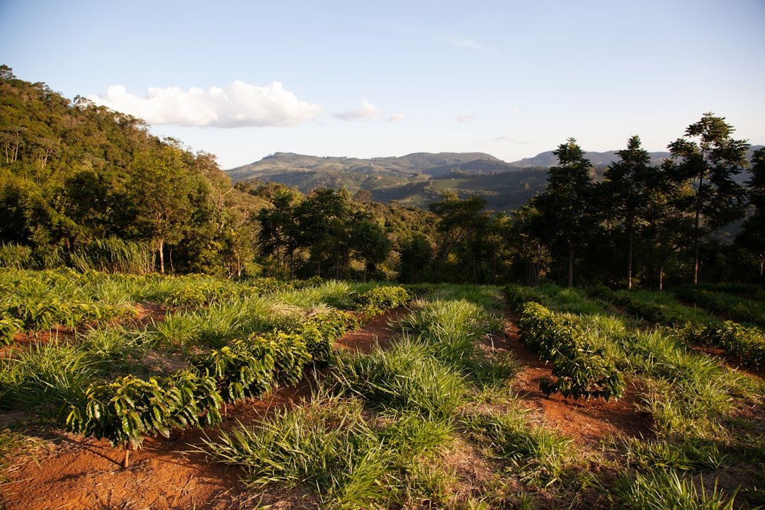 Farmers using advanced technology to enhance coffee cultivation, showcasing sustainable practices and innovation in coffee production.