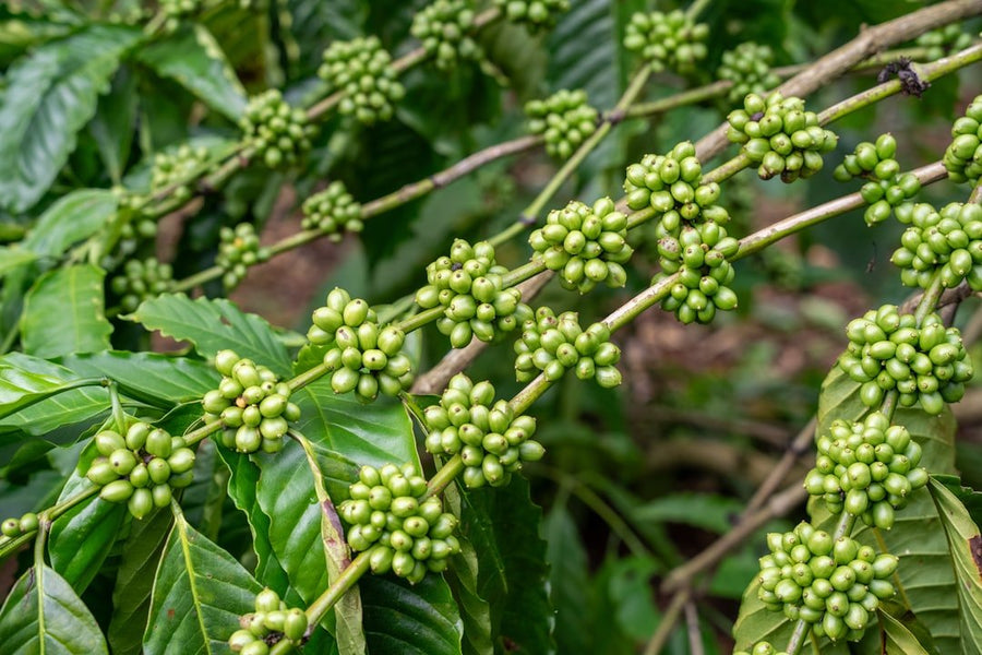 A close-up of an organic coffee bag, highlighting labels and certifications, with a contrasting background of coffee beans.