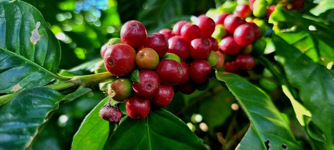 A glass of cold espresso highlights the rich flavors of coffee origin, showcasing the importance of sourcing in iced beverages.