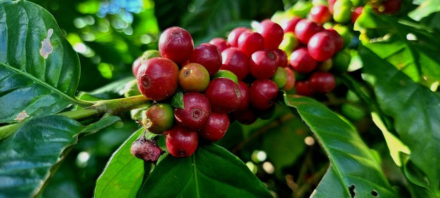 A glass of cold espresso highlights the rich flavors of coffee origin, showcasing the importance of sourcing in iced beverages.